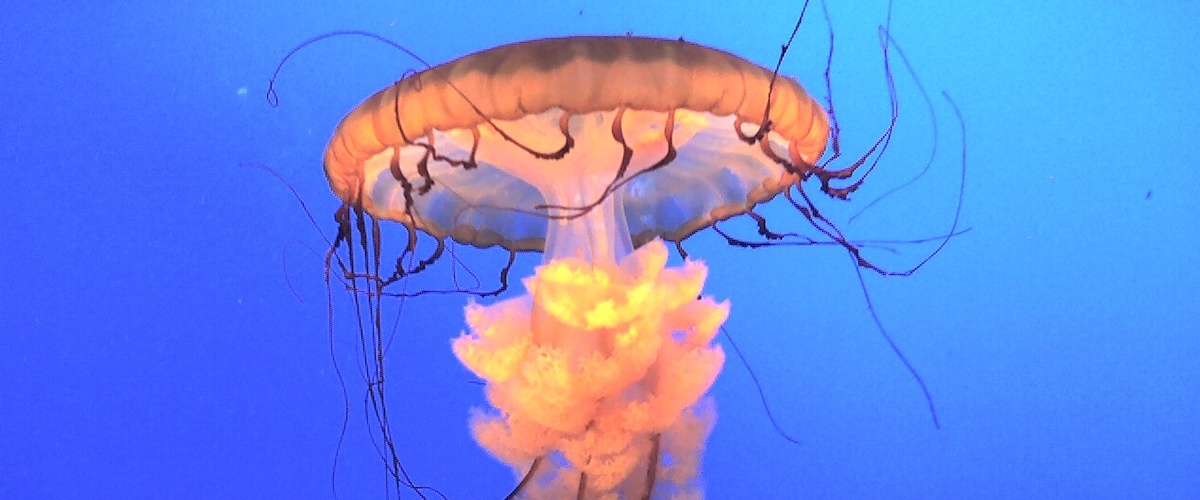 Save the Date! - NEBSA 2026 Annual Conference